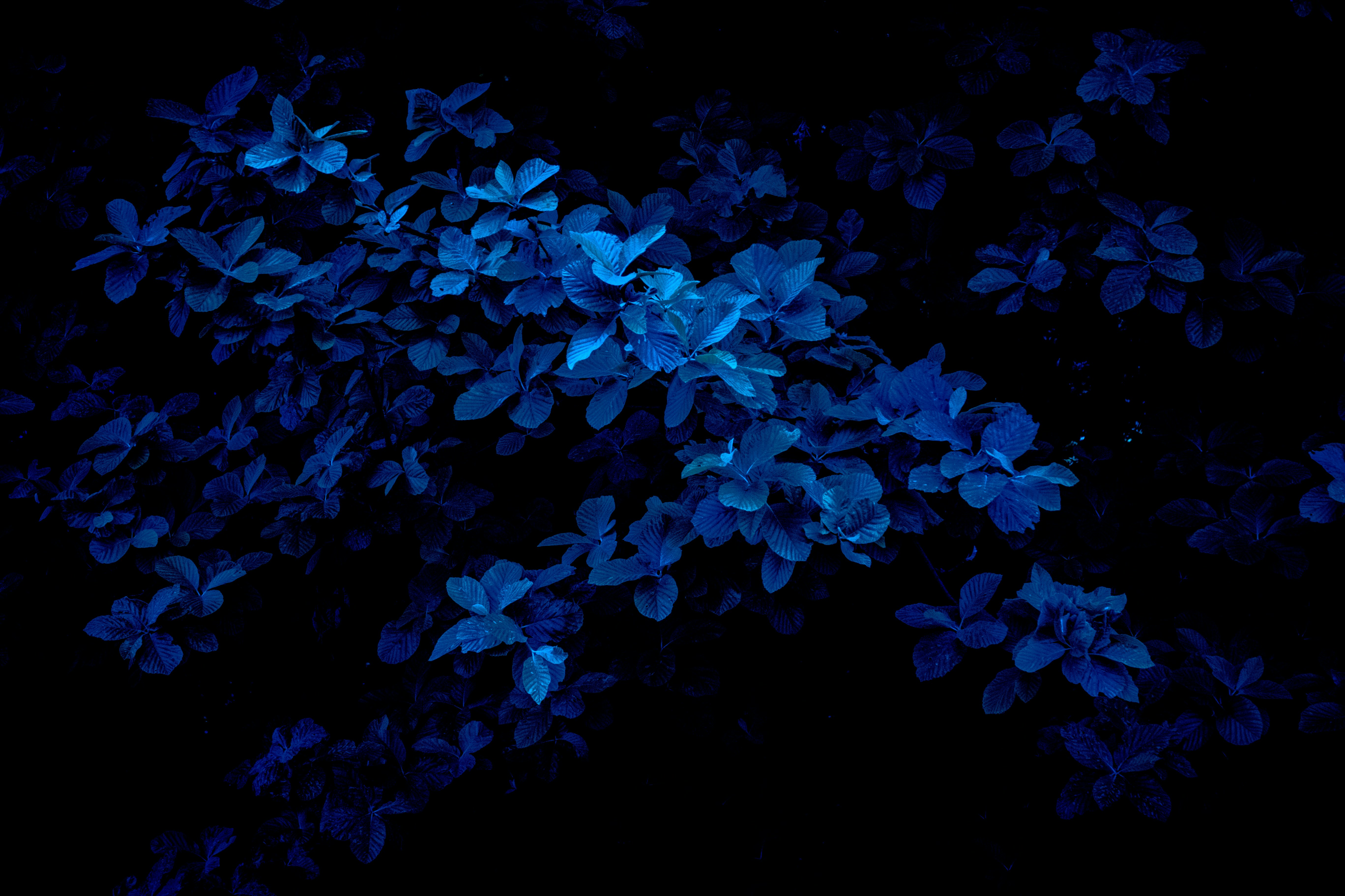 Blue leaves against a black background